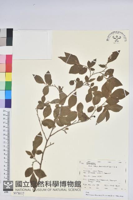 登錄號:S128107藏品圖，第1張