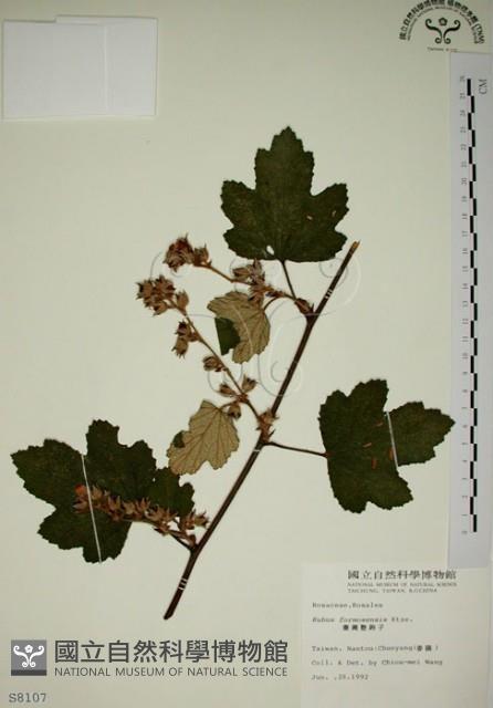 臺灣懸鉤子藏品圖，第1張