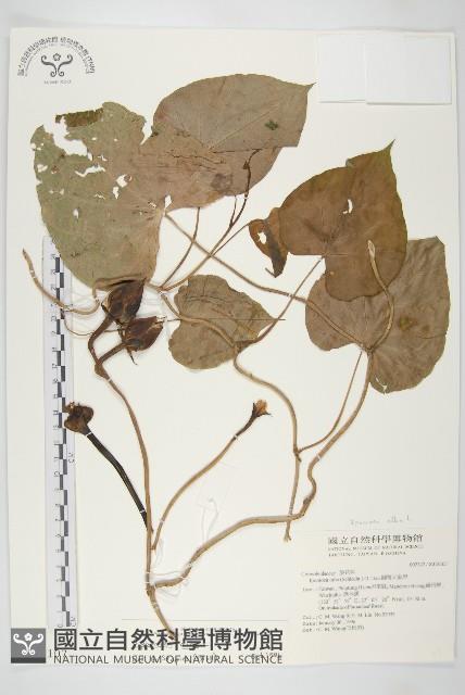 天茄兒藏品圖，第1張