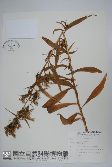 大本山梗菜藏品圖，第1張