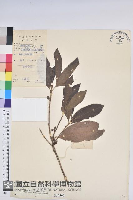 銀柴藏品圖，第1張