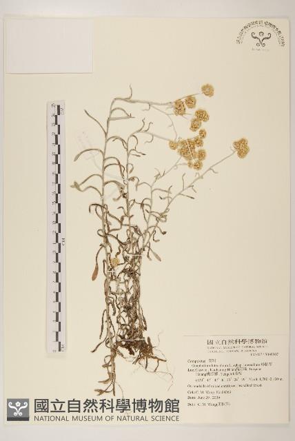 絲綿草藏品圖，第1張