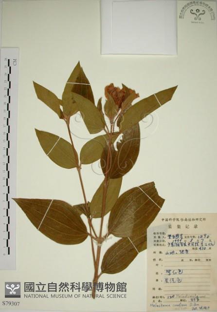 野牡丹藏品圖，第1張