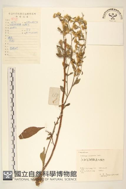 一枝黃花藏品圖，第1張