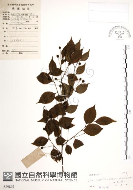 燈稱花、烏雞骨藏品圖，第1張
