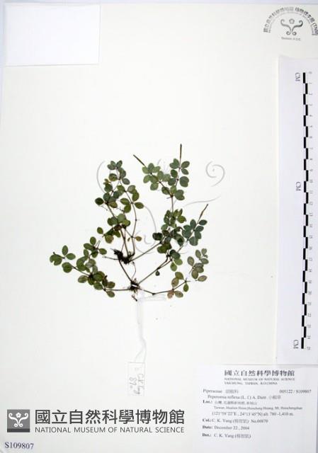 小椒草藏品圖，第1張