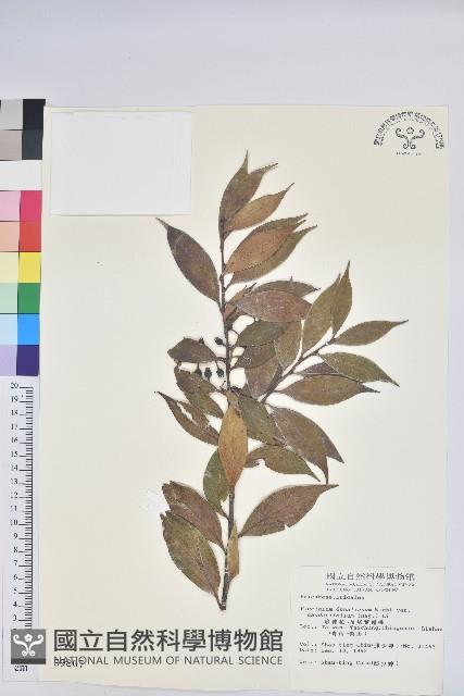 珍珠花、長尾葉越橘藏品圖，第1張