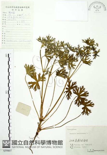 野老鸛草藏品圖，第1張