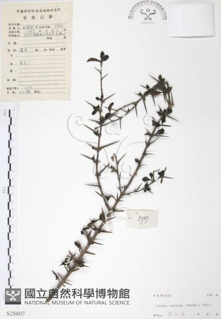 對面花藏品圖，第1張