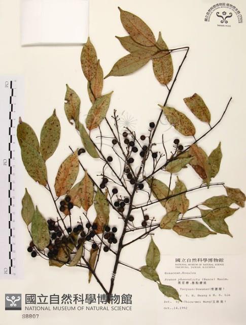 墨點櫻桃、黑星櫻藏品圖，第1張