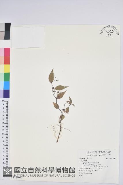 登錄號:S118807藏品圖，第1張