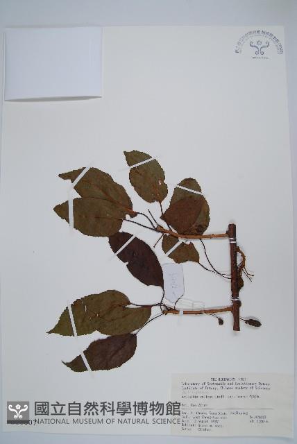 京梨獼猴桃藏品圖，第1張