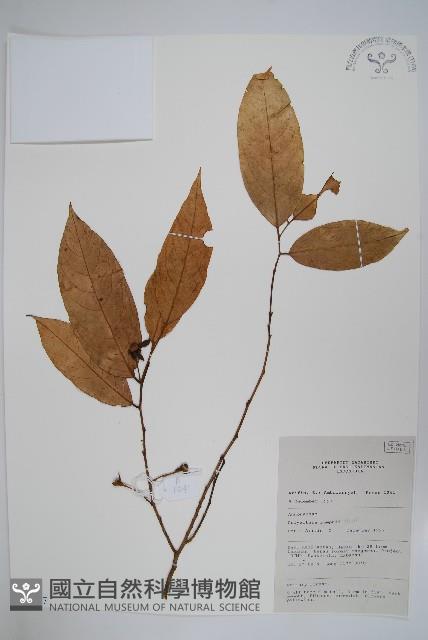 香花暗羅藏品圖，第1張