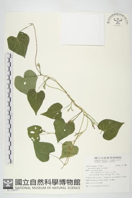 紅花野牽牛藏品圖，第1張