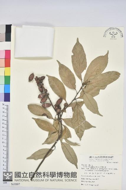 子彈石櫟藏品圖，第1張