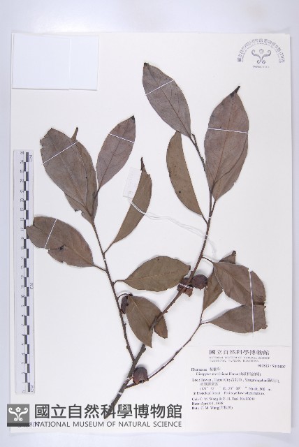 山紅柿藏品圖，第1張