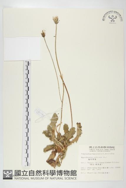 貓兒菊藏品圖，第1張