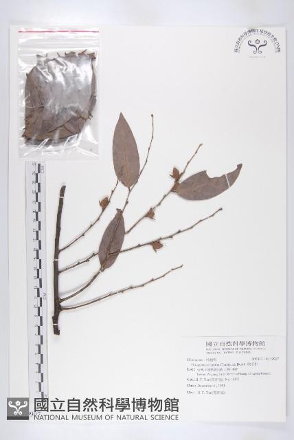 軟毛柿藏品圖，第1張