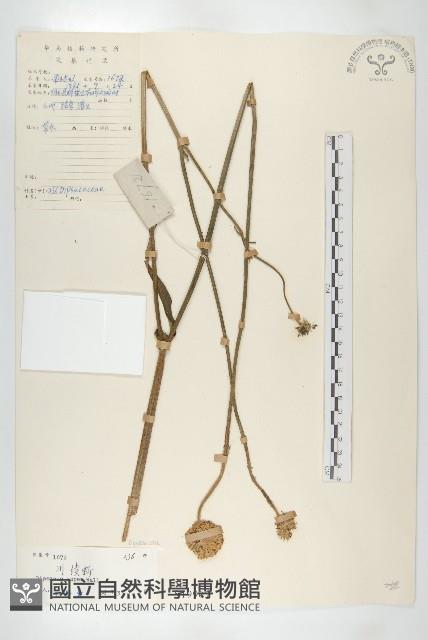 川續斷藏品圖，第1張