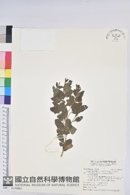 密花白飯樹藏品圖，第1張