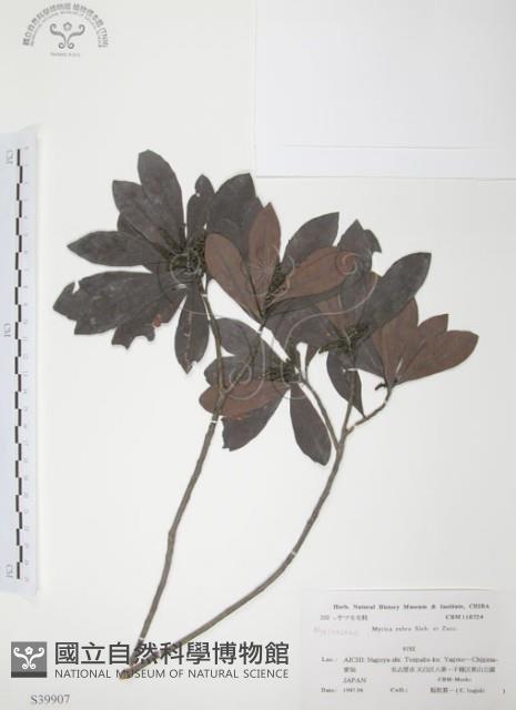 楊梅藏品圖，第1張