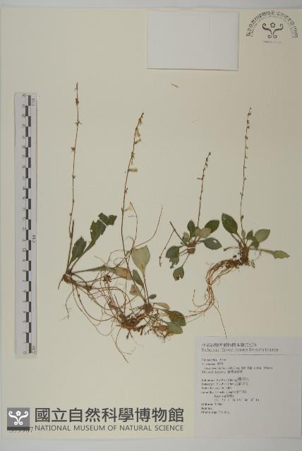 臺灣鬼督郵藏品圖，第1張