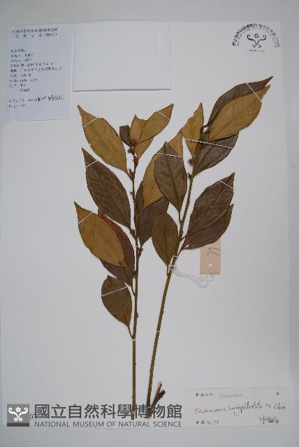 長葉野扇花藏品圖，第1張