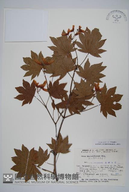 塞波德槭藏品圖，第1張