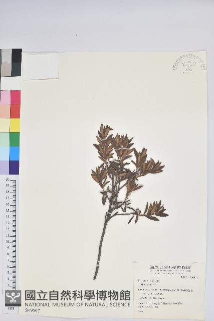 登錄號:S049507藏品圖，第1張
