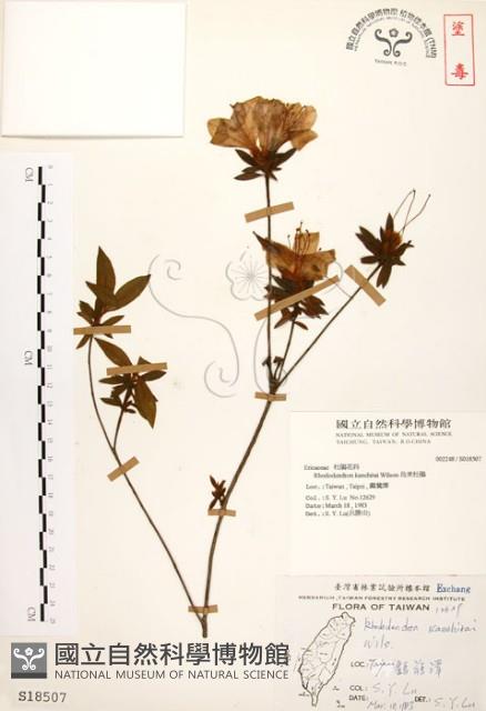 烏來杜鵑藏品圖，第1張