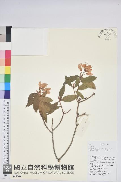 碟花杜鵑藏品圖，第1張