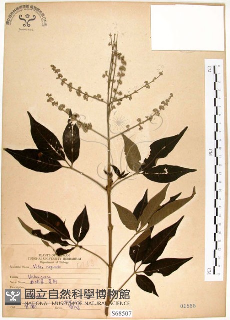黃荊藏品圖，第1張