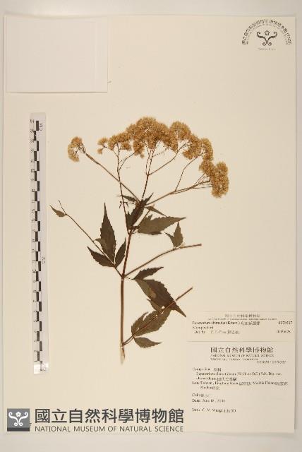 島田氏澤蘭藏品圖，第1張