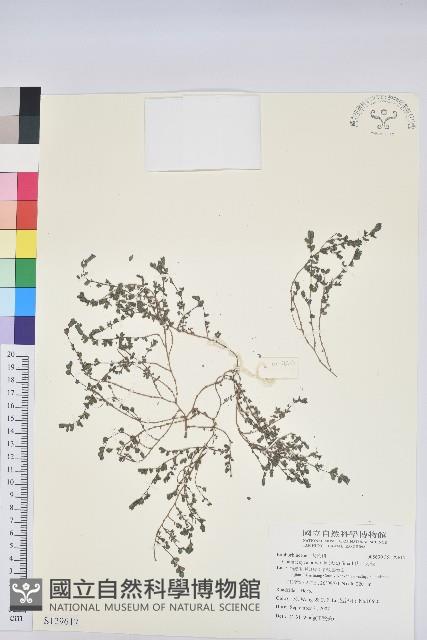 伏生大戟藏品圖，第1張