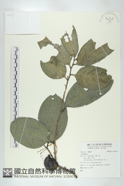 登錄號:S109617藏品圖，第1張