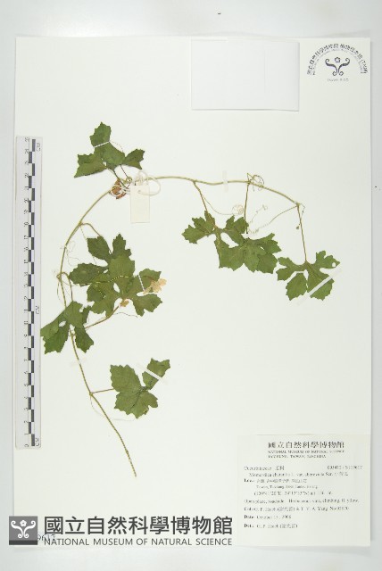 小苦瓜藏品圖，第1張