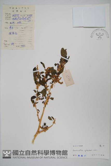 Thorny amaranth Collection Image, Figure 1, Total 2 Figures