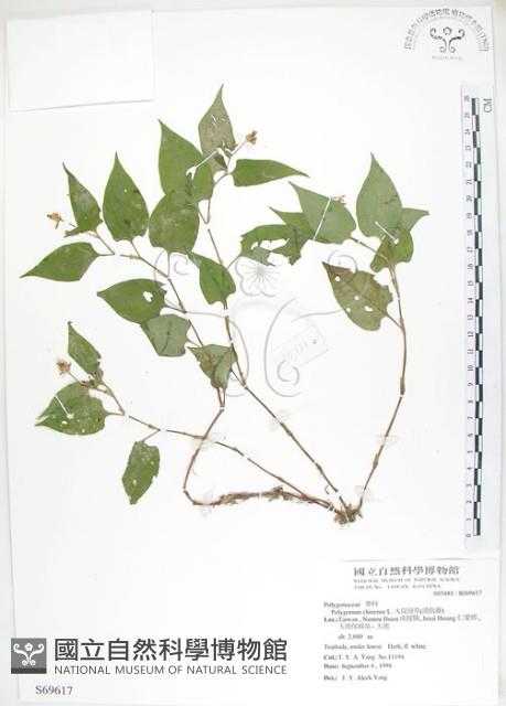 火炭母草、清飯藤藏品圖，第1張