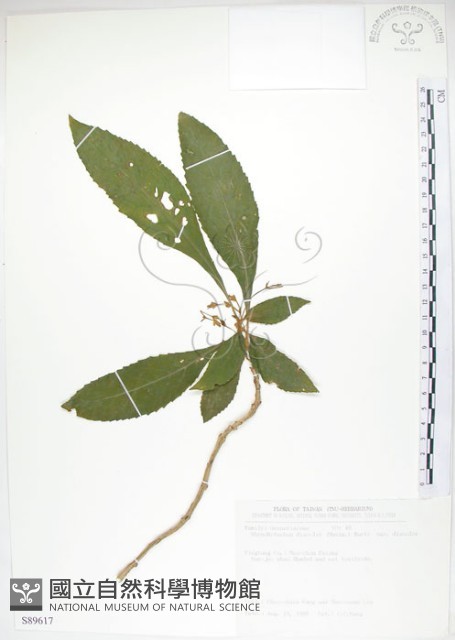 同蕊草、異色線柱苣苔藏品圖，第1張