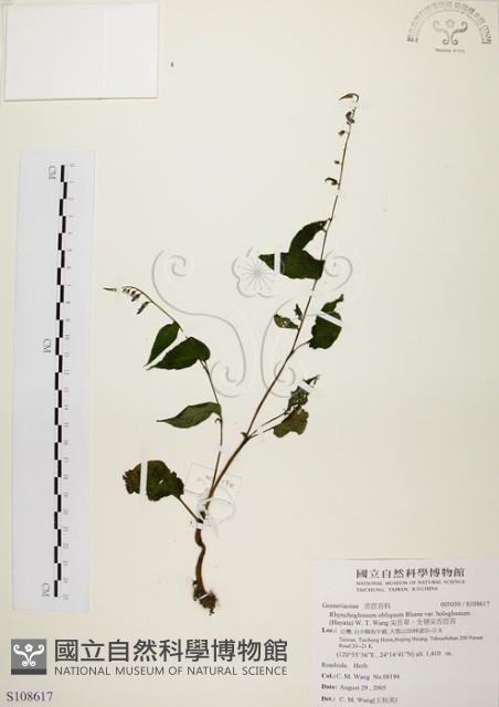 尖舌草、全唇尖舌苣苔藏品圖，第1張