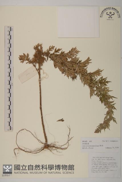 小球花蒿藏品圖，第1張