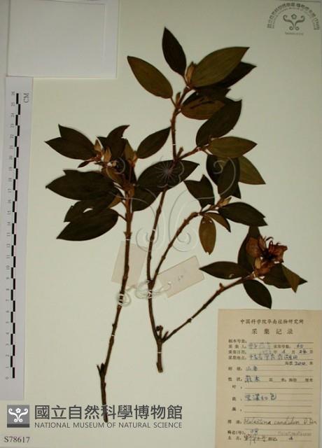 野牡丹藏品圖，第1張