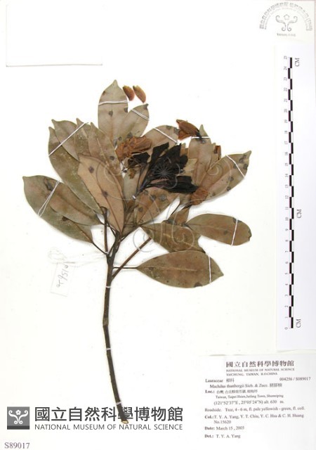 豬腳楠藏品圖，第1張