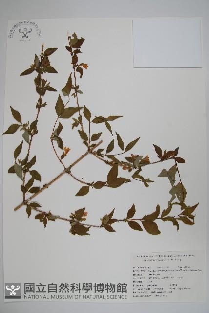 小葉六道木藏品圖，第1張