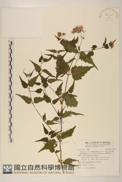 高士佛澤蘭藏品圖，第1張