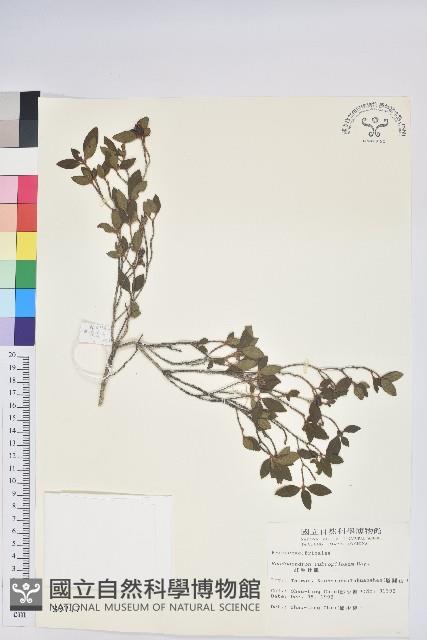 紅毛杜鵑藏品圖，第1張