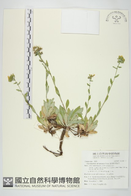 臺灣假黃鵪菜藏品圖，第1張