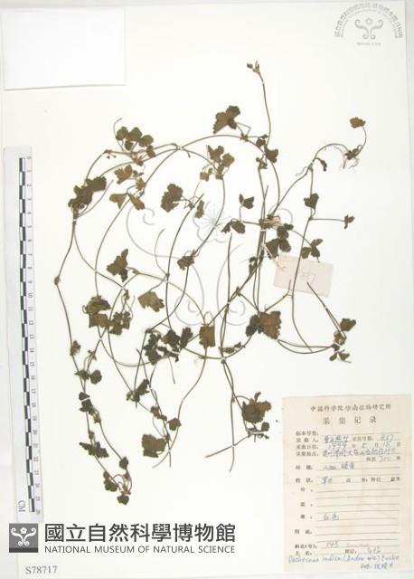 蛇莓、地莓、龍吐珠藏品圖，第1張