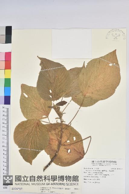 紅頭鐵莧、蘭嶼鐵莧藏品圖，第1張