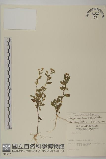 野茼蒿藏品圖，第1張